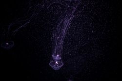 Jellyfish in Sea