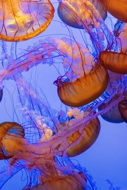 Jellyfish Mobile Pic