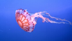 Jellyfish Underwater World 4K