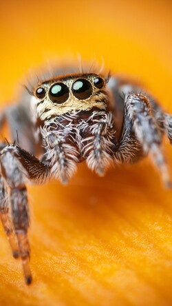 Jumping Spider Macro Black Yellow Insects