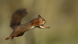 Jumping Squirrel HD Wallpaper