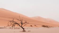 Kalahari Desert 5K Photo