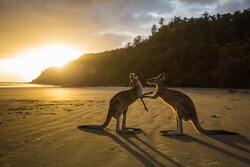 Kangaroo at Beach 5K