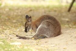 Kangaroo Baby Pic Download