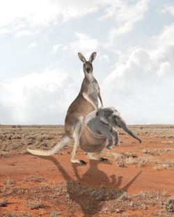 Kangaroo Carry Elephant Child Funny Photo