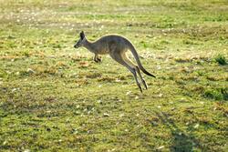 Kangaroo Jumping Image