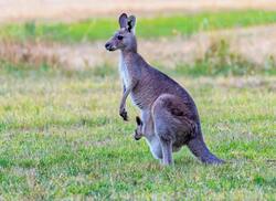 Kangaroo on Green Grass Pic