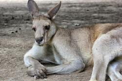 Kangaroo Resting