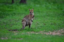 Kangaroo Standing on Grass