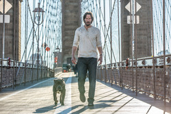 Keanu Reeves with Dog Walking On Bridge