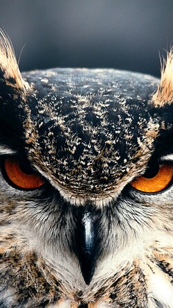 Killing Eye of Owl