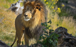 King Lion Standing Pic