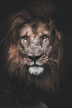 King of Jungle Lion Mobile Background