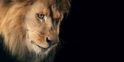King of The Jungle Lion Pic