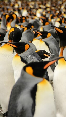 King Penguin With His Troops