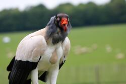 King Vulture Bird Selective Focus Photography