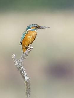 Kingfisher Alone Pic