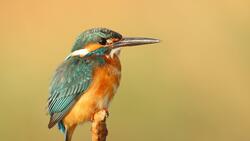 Kingfisher Baby HD Photo