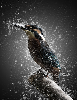 Kingfisher Bathing in Rain