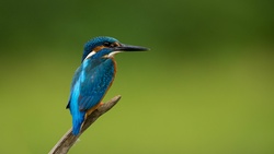 Kingfisher Beauty