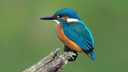 Kingfisher Bird 4K Photo