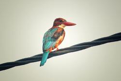 Kingfisher Bird 5K Photography