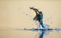 Kingfisher Bird Amazing Shot Photo
