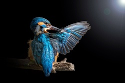 Kingfisher Bird Background Wallpaper