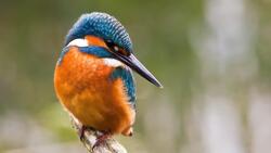Kingfisher Bird CloseUp Photo