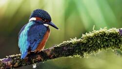 Kingfisher Bird Desktop Photography