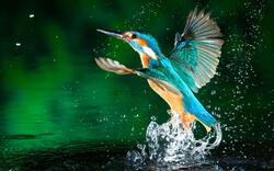 Kingfisher Bird Fantasy Photo