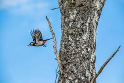 Kingfisher Bird Flying Super Photography Shot
