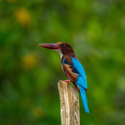 Kingfisher Bird HD Photo
