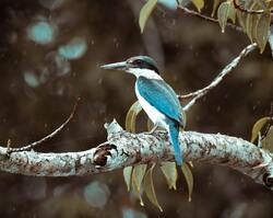 Kingfisher Bird Image