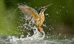 Kingfisher Bird in Water HD Wallpaper