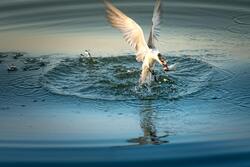 Kingfisher Bird is Jumping on Water For Fish