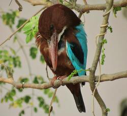 Kingfisher Bird Mobile Image