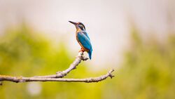 Kingfisher Bird on Tree Branch Image