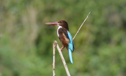 Kingfisher Bird on Tree Branch