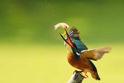 Kingfisher Bird Photo