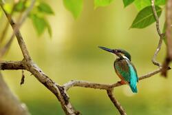 Kingfisher Bird Portrait Photography
