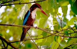 Kingfisher Bird Sitting on Tree Branch