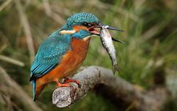 Kingfisher Birds With Fish Amazing Photo