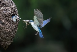 Kingfisher Birds