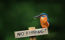 Kingfisher Breaking No Fishing Rule