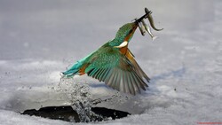 Kingfisher Catch Fishes From Water