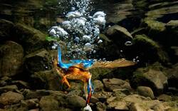 Kingfisher Doing Underwater Fishing