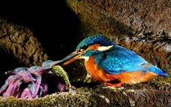 Kingfisher Feeding Her Kids