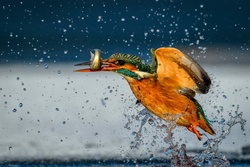 Kingfisher Fishing Bird Pic