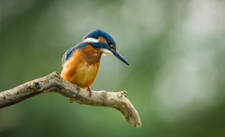 Kingfisher High Quality Image